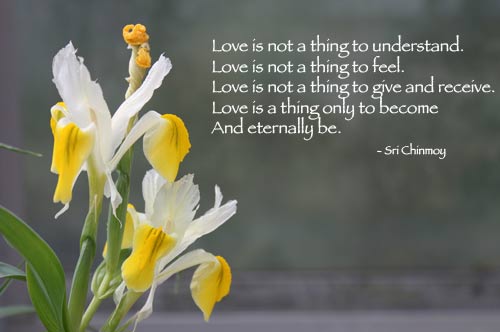 love-is-not-flower