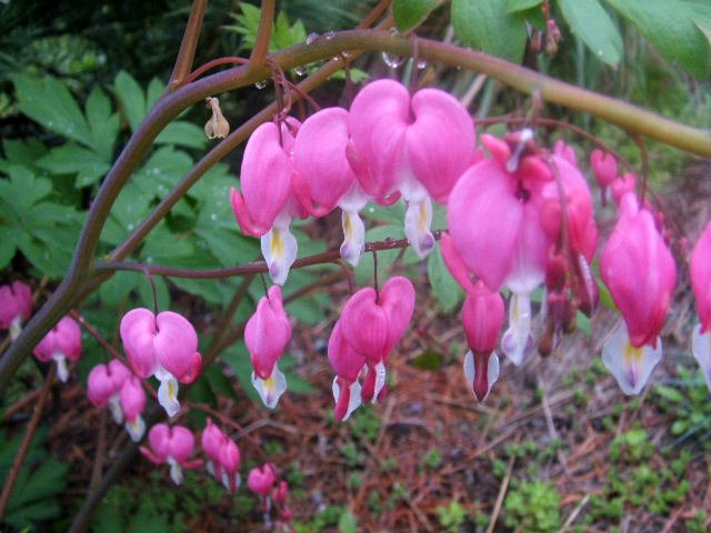 bleeding hearts