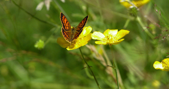 flower butterfly