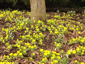 yellow-aconite