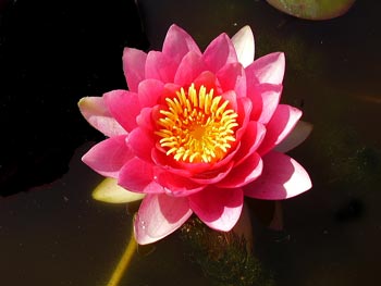 pink-lotus