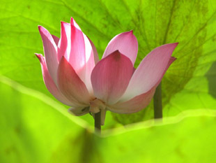 pink-lotus