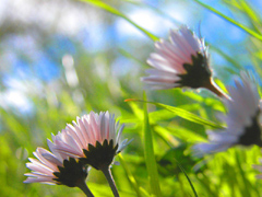 pink flowers