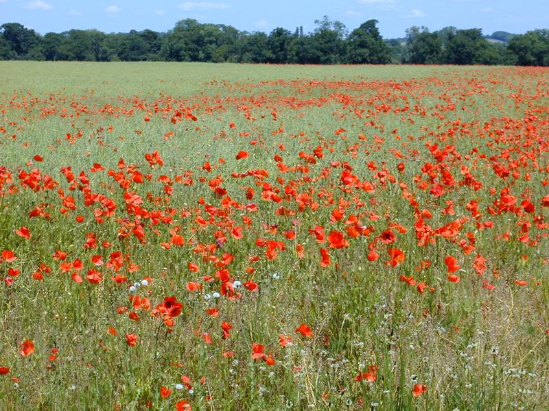 Red Poppies