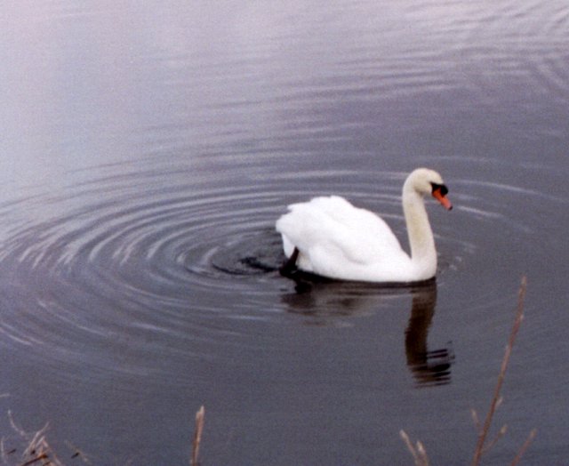 Swan white