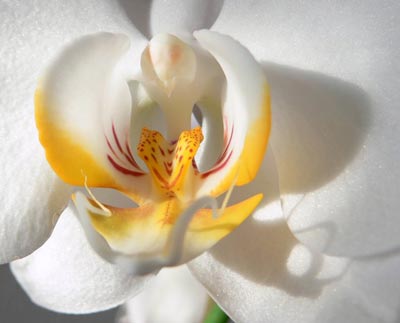 white orchid