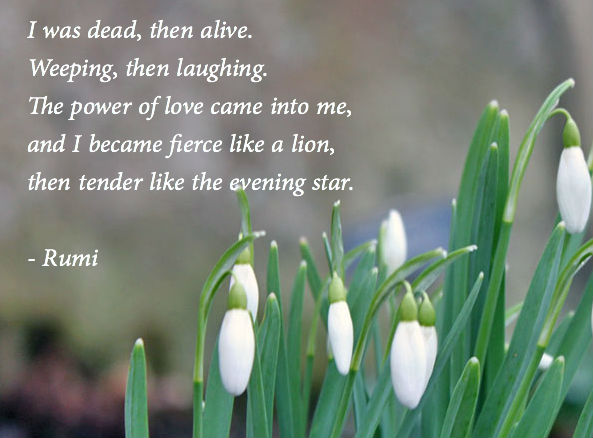 rumi-dead-then-alive-love-snowdrops