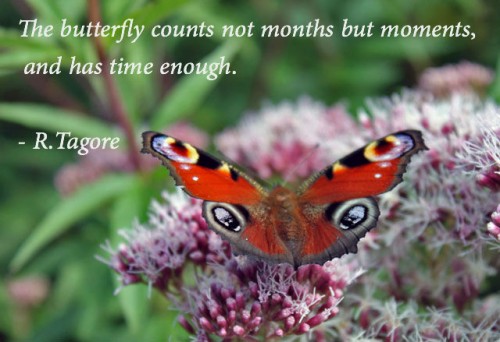 tagore - butterfly